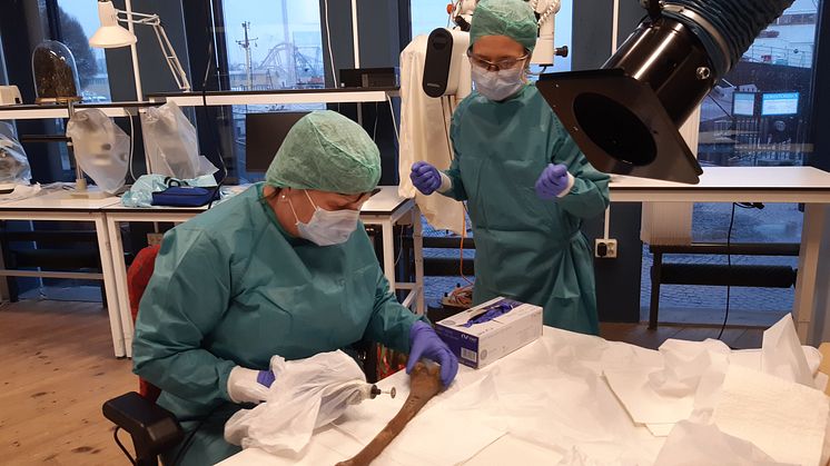 DNA research at the Vasa Museum