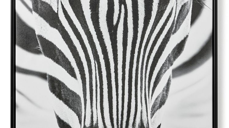 Zebra Eyes