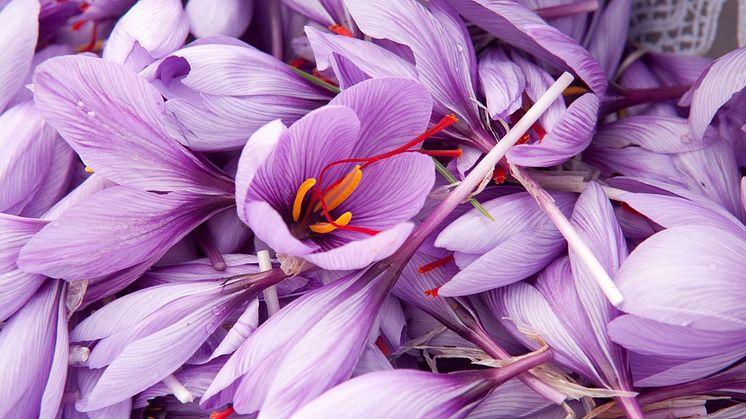 Safran – das klassische Superfood