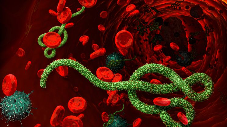 The Ebola virus