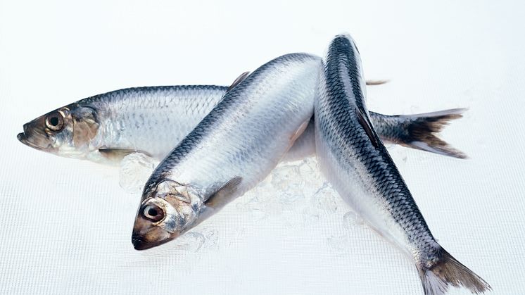 Tre sild - three herring