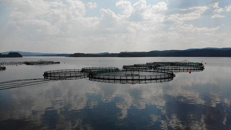 Foto: Överumans Fisk, Ankarsund