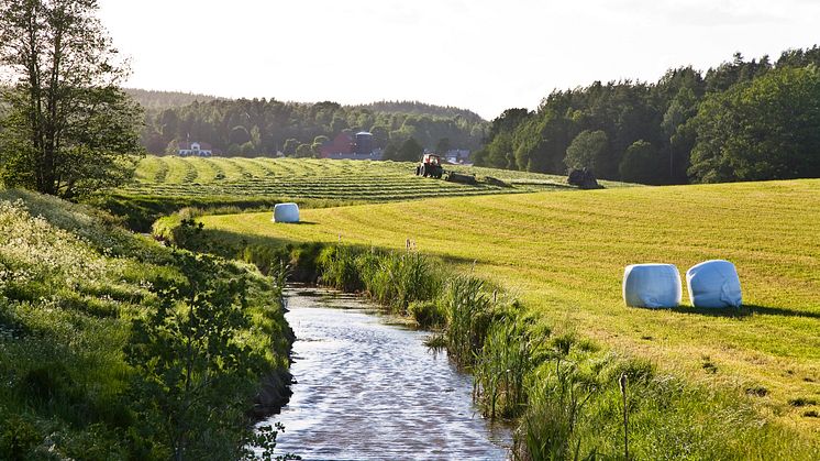 Genom rätt val av miljöåtgärder kan effekten av den fysiska påverkan på vattenmiljöerna mildras samtidigt som jordbruksproduktionen kan fortsätta att utvecklas. Foto: Thomas Adolfsén