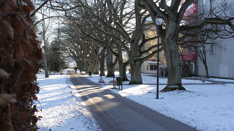 Stadsträdgården_12feb2021.JPG