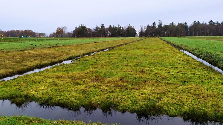 Verbundprojekt „MOOSland“ setzt auf nachwachsendes Torfmoos von wiedervernässten Hochmooren anstatt auf klimaschädlichen Torfabbau | Landwirtschaftliche Nutzung 