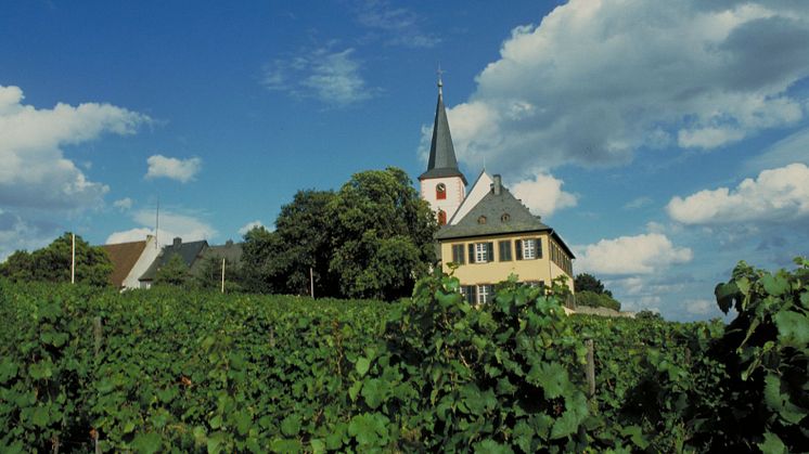 Vin och motion på Rheingau-Riesling-vägen