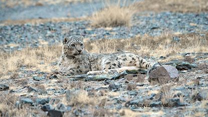 Ny kunskap om snöleopardernas matvanor kan bidra till att skydda arten