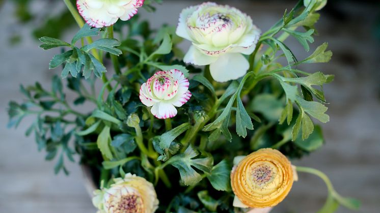 En söt ranunkel är perfekt att inleda våren på fönsterbrädan med. Foto: Ida Magntorn/Blomsterfrämjandet
