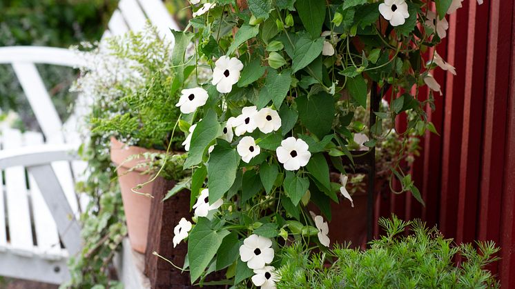 5Årets Sommarblomma 2023 Thunbergia alata Svartöga foto annikasnaturligating A