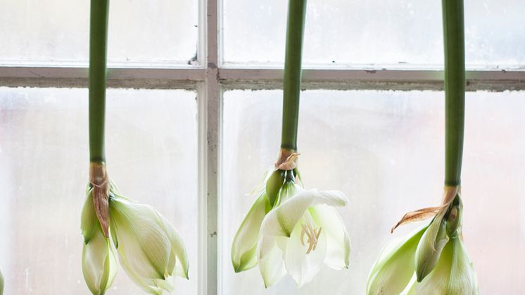Amaryllis upp och ner