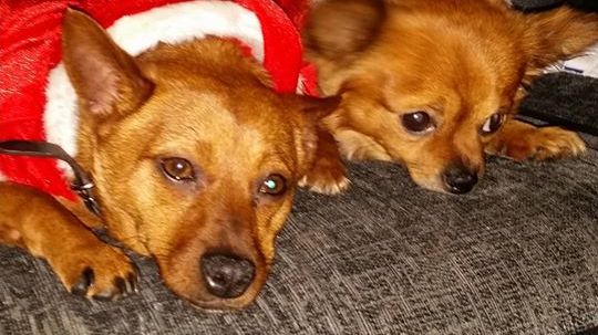 Canine customer flees burglars to ride no. 67 bus! 