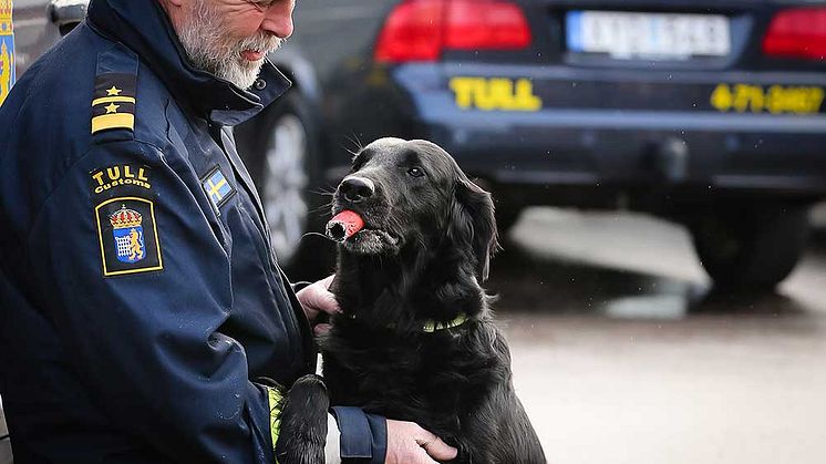 Hicka är Årets narkotikasökhund