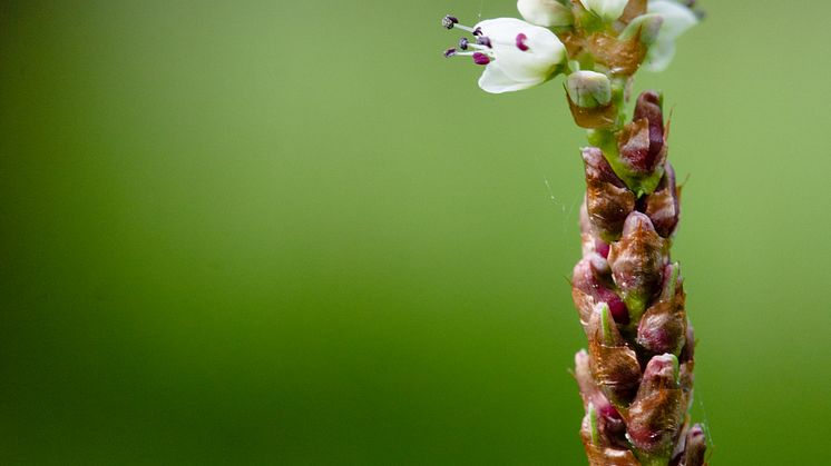 Alpine bistort (Bistorta vivipara) is a species for which the loss of moist grasslands in Britain is contributing to range loss.  Photo by Alistair Auffret