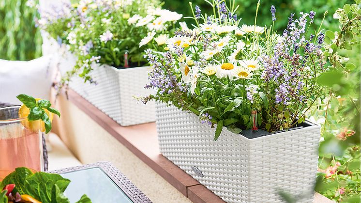 Zauberhafte Blütenpracht: Pflegeleichter Cottage-Garten
