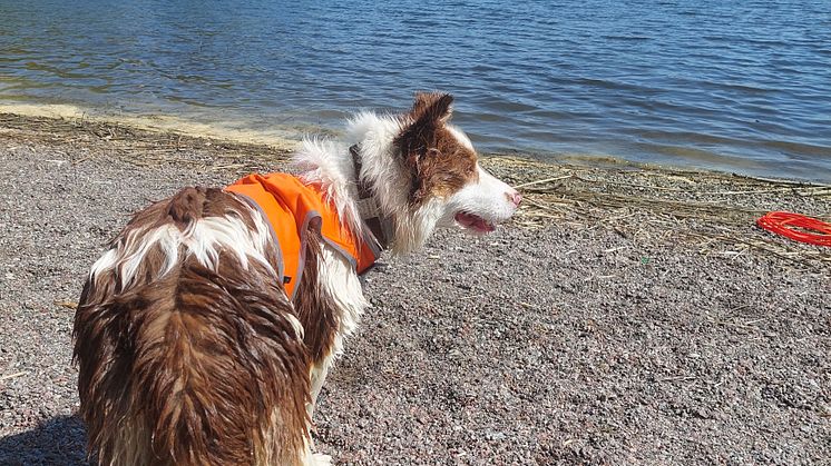 Hunden Jenny