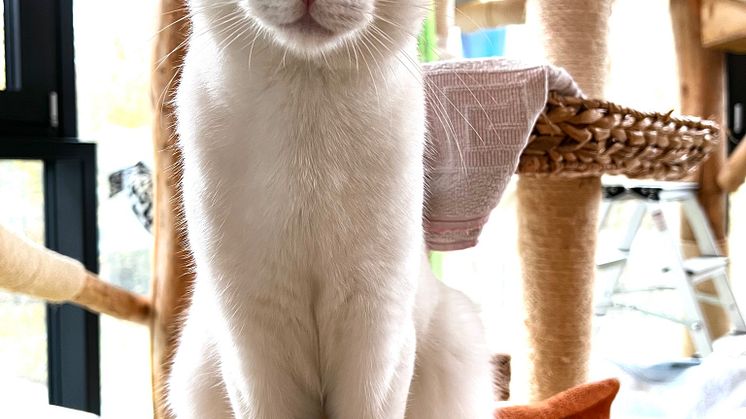 Kater_Apollo_Zuercher_Tierschutz
