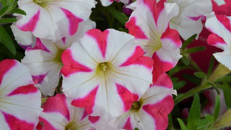 1 Petunia amore Mio