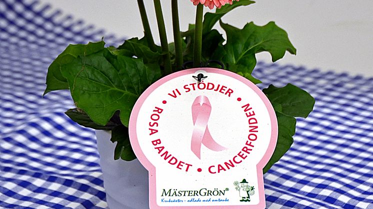 Dagens Rosa Produkt 13 oktober - en Småblommig Gerbera från Mäster Grön