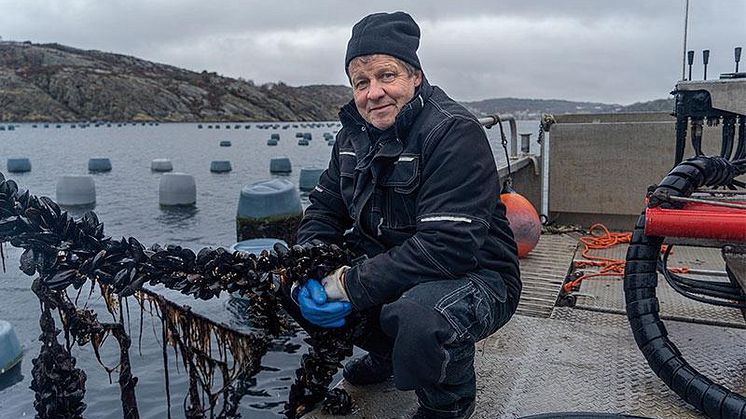 Musslor i världsklass på västkusten
