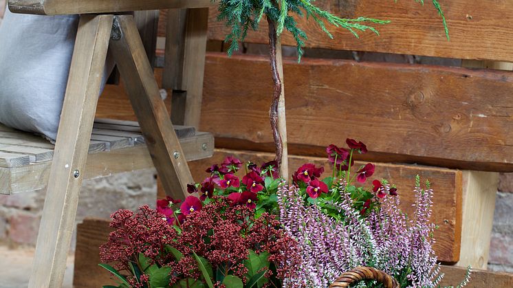Höstplantering
