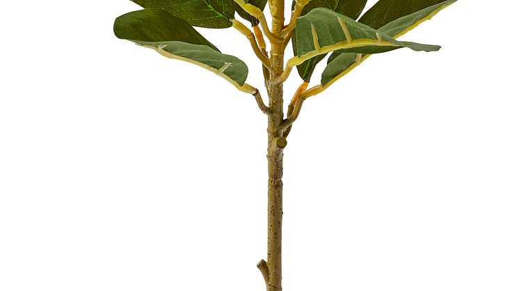 Magnolia