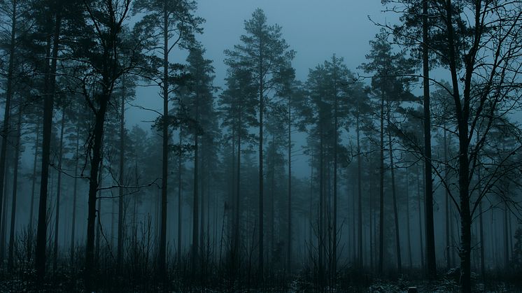 Sjätteplats Sveriges bästa trädbild 2016 - Valkyria Nordenberg