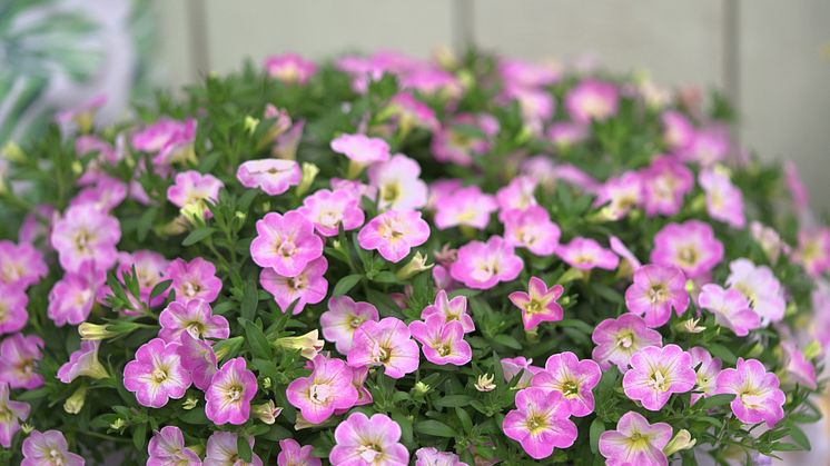 Calibrachoa MF Neo FancyFrancy, en småpetunia som blommar rikligt hela sommaren.