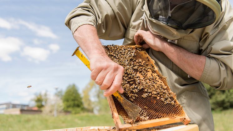 Akademiska Hus satsar på ökad biologisk mångfald 