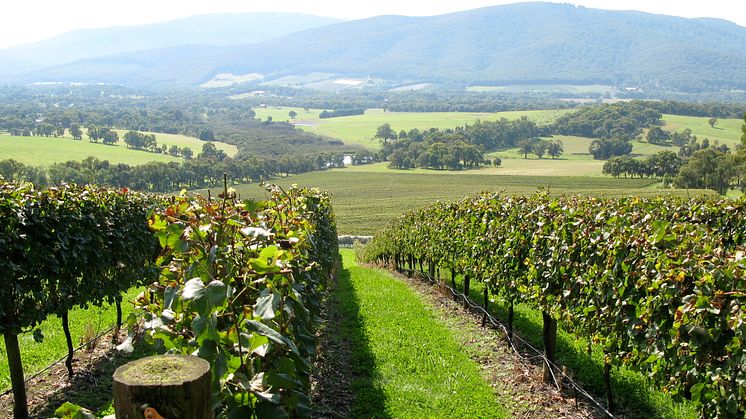 Applejack vineyard
