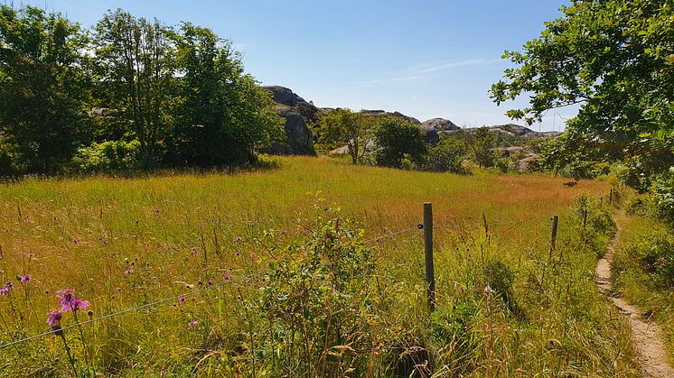 Gåseviks naturreservat. Foto: Länsstyrelsen i Västra Götaland