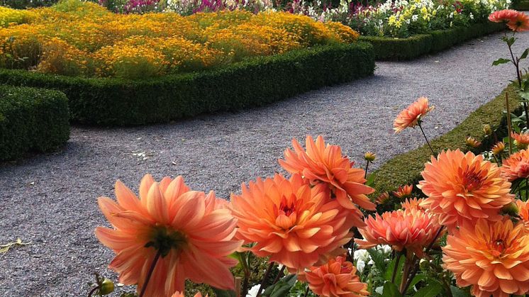 Sensommar i prinsens park