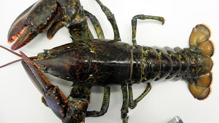 Amerikansk hummer i Gullmarsfjorden