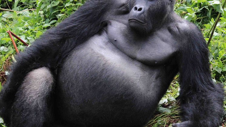 Östlig låglandsgorilla