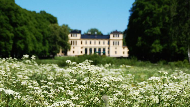 Sommar i slottsparken