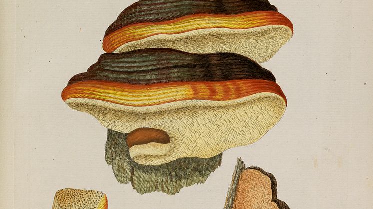 G.C. Oeder: Flora Danica. Copenhagen 1761–1883. Complete with 3240 original hand-coloured plates. Estimate: DKK 300,000-400,000 / € 40,000-54,000. 