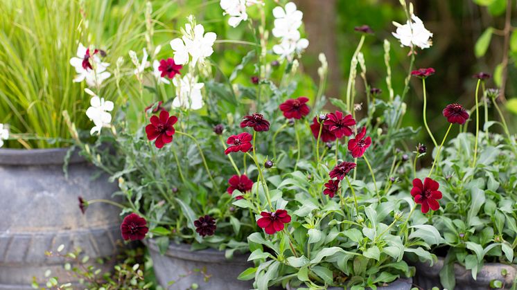 HRL3_Chokladskära Sommarljus Carex Phoenix Green Muehlenbechia