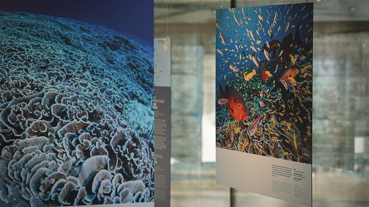Pristine Seas presse_10_Fotograf_Ida Johansen