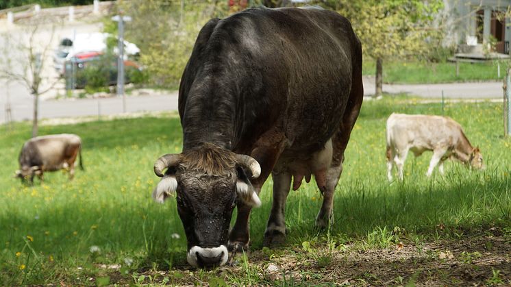 Cows in the Goetheanum Park (Photo: Sebastian Jüngel)