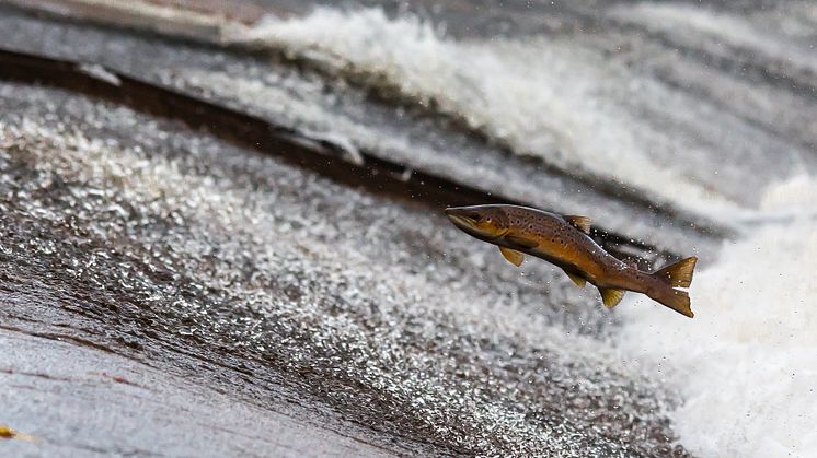 Pressinbjudan: Kan vi förena vattenkraft med levande älvar och vattendrag? 