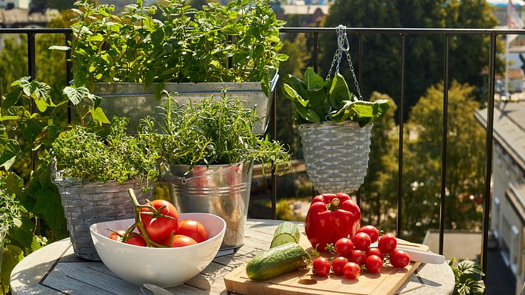 Tomatglädje