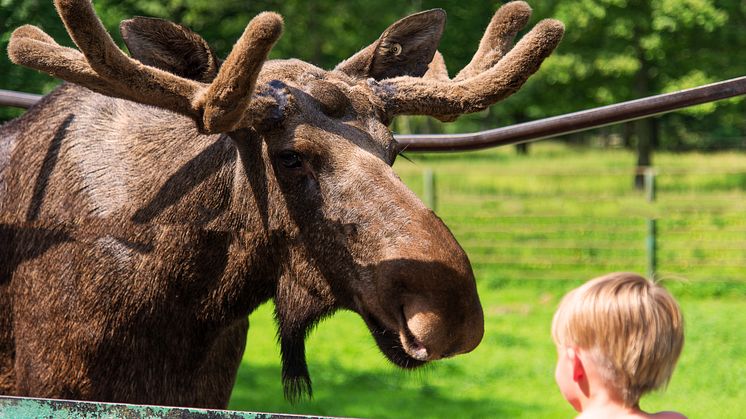 Bli älgfadder och hjälp Skånes Djurpark att ta sig igenom coronakrisen.