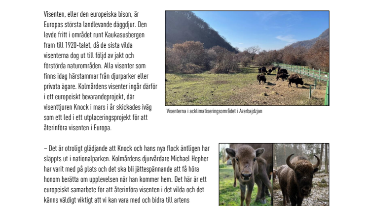 Visenten Knock från Kolmården utsläppt i det vilda - samarbete mellan europeiska djurparker och WWF.pdf