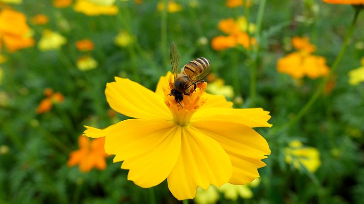 The health of honey bees and other pollinators is threatened by widespread use of insecticides say various international studies.