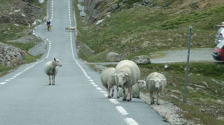 Varm asfalt er god å ligge på og lett å gå på, men et farlig tilholdssted for de firbente. 