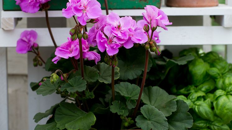 Årets pelargon 2015 MOONLIGHT® ’VIOLINO’