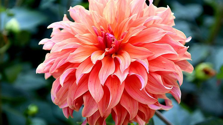 Dahlia Fairway Spur.jpg