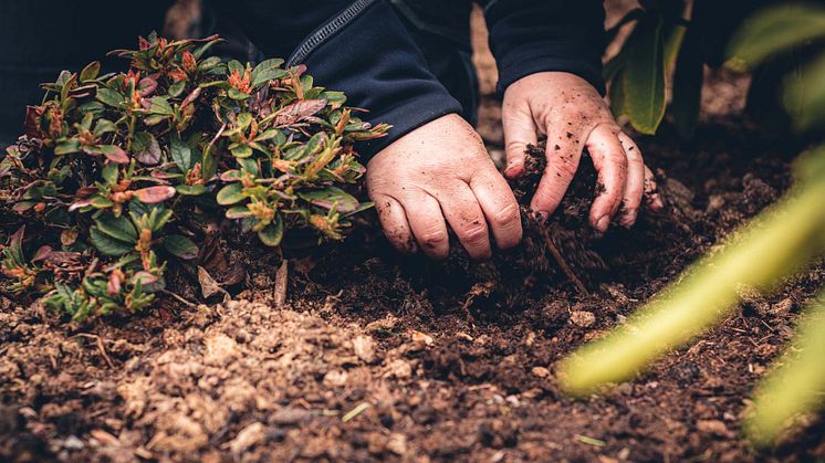 Plantering