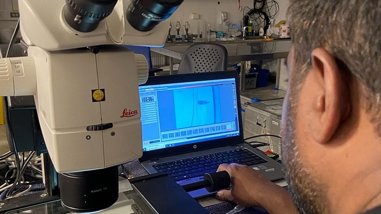 Kanchana B taking microscopy images of calanus Photo Chathumini Kiel.jpg