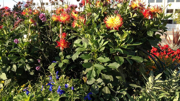 Varmt välkommen och varsågod – årets blomsterhav på Sundstorget är framdukat för dig och din sinnesro.