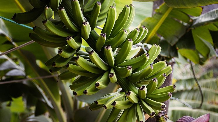 Foto: Pixabay, Oljamu